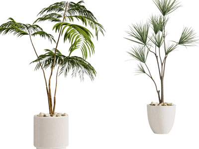 现代花盆盆栽植物