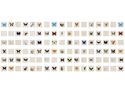 现代蝴蝶标本墙饰 展示展览墙