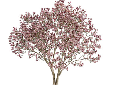 现代开满玉兰花的景观树木