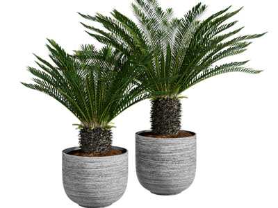 现代铁树盆景盆栽植物