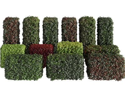 现代长方形景观灌木丛植物