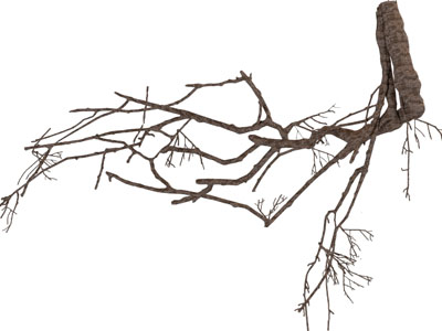 现代枯树挂件