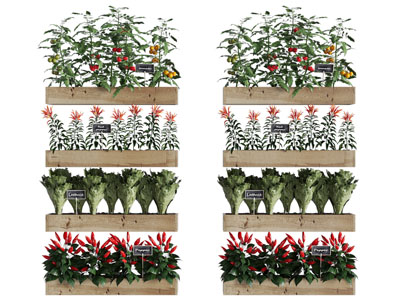 现代蔬菜农作物盆景盆栽植物