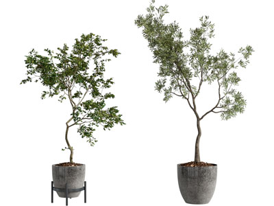 现代花盆盆栽植物