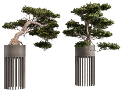 新中式松树盆景盆栽