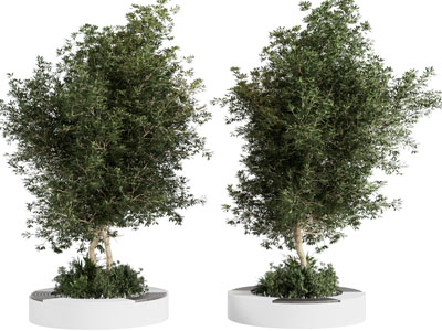 现代花坛树木 景观树木