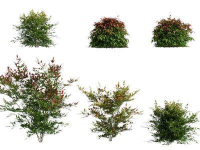 现代花草花卉植物