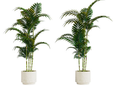 现代花盆盆栽植物