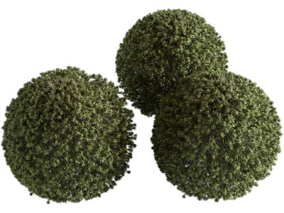 现代景观球形灌木丛植物