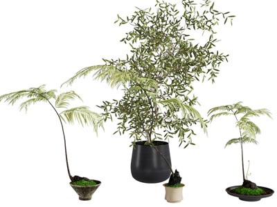 现代花盆盆栽植物