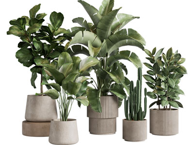 现代花盆盆栽植物