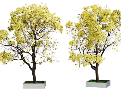现代黄树叶的景观树木