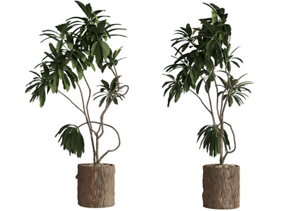 现代树桩造的花盆盆栽植物