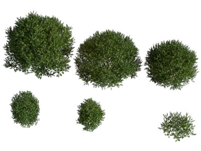 现代灌木丛植物