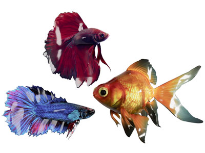 现代金鱼 水族动物3d模型 现代金鱼 水族动物