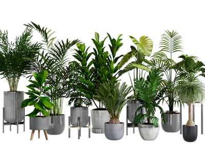 现代花盆盆栽植物