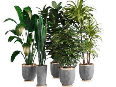 现代水泥质感的花盆花卉盆栽植物