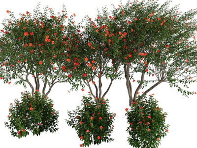 现代红色花朵的石榴树