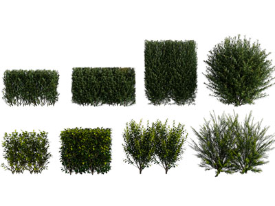 现代景观方形灌木植物丛