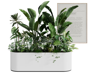 现代花盆花草盆栽植物