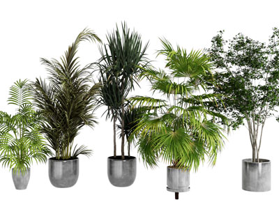 现代花盆盆栽植物