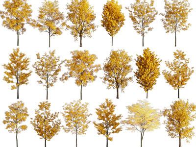 现代秋天黄树叶的树木