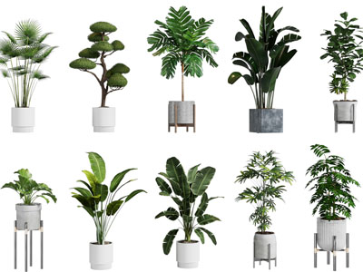现代花盆盆栽植物