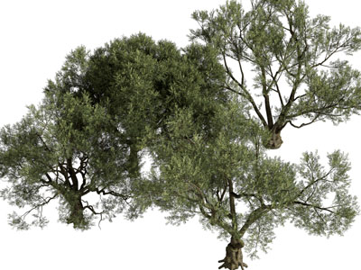 现代灌木植物丛