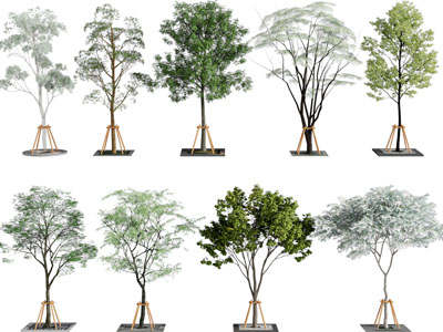 现代花坛景观树木