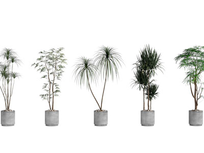 现代水泥花盆盆栽植物