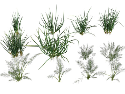 现代花草花卉植物