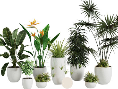 现代花盆盆栽植物