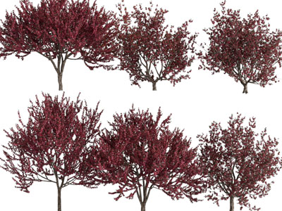 现代长满红色树叶的树木