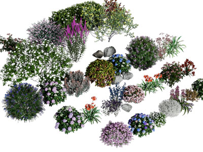 现代花草花卉 灌木植物丛