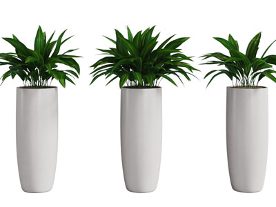 现代景观花盆盆栽植物