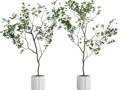 现代花盆盆栽植物