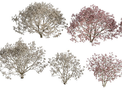 现代开满花朵的景观树木