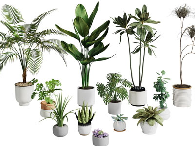 现代花盆盆栽植物