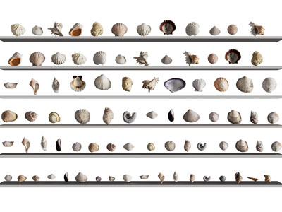 现代海螺 贝壳摆件组合