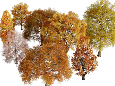 现代秋天长满黄树叶的树