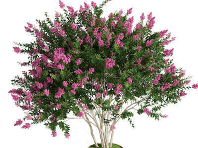 现代花树 景观树