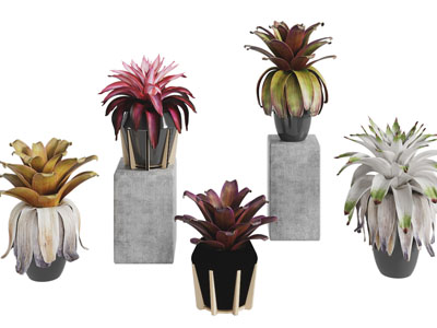 现代花盆花卉盆栽植物