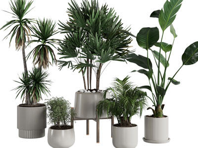 现代花盆盆栽植物