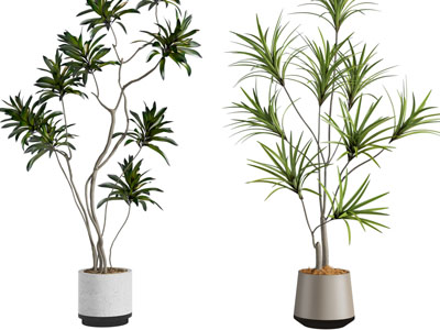 现代花盆盆栽植物