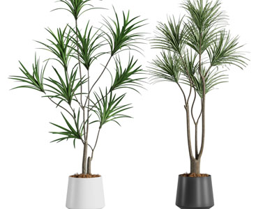 现代花盆盆栽植物