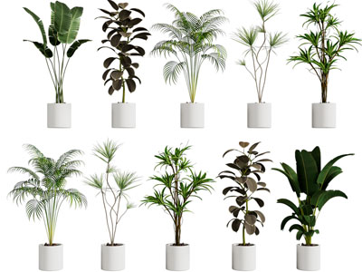 现代花盆盆栽植物