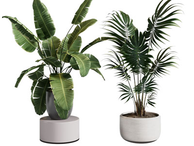 现代花盆盆栽植物