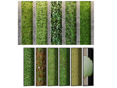 现代植物墙 景观造墙