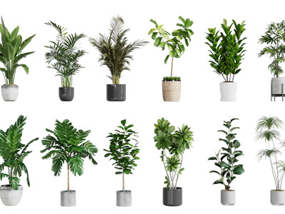 现代花盆盆栽植物