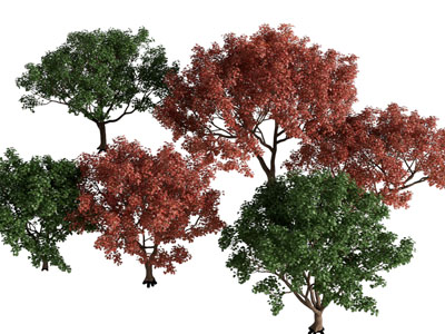 现代绿色 黄色树叶的景观树木